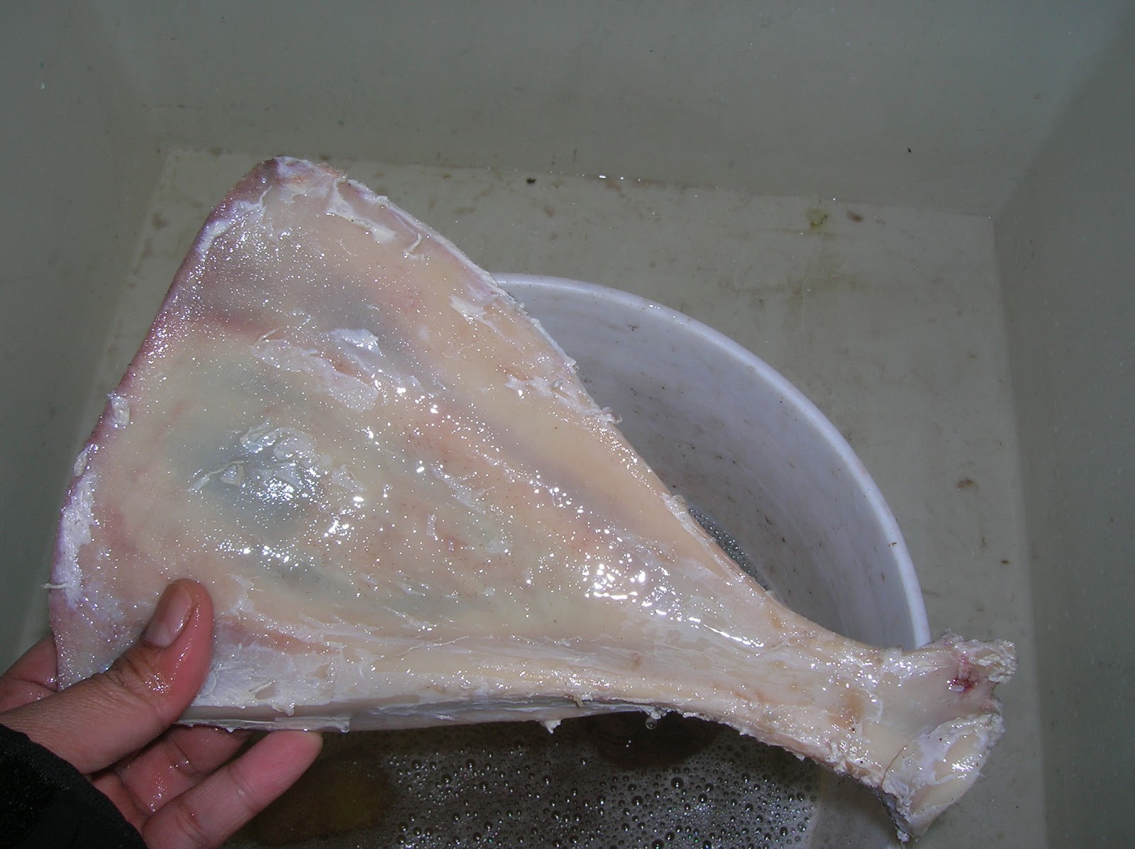 Musings of Musang How to clean and degrease deer bones for making tools