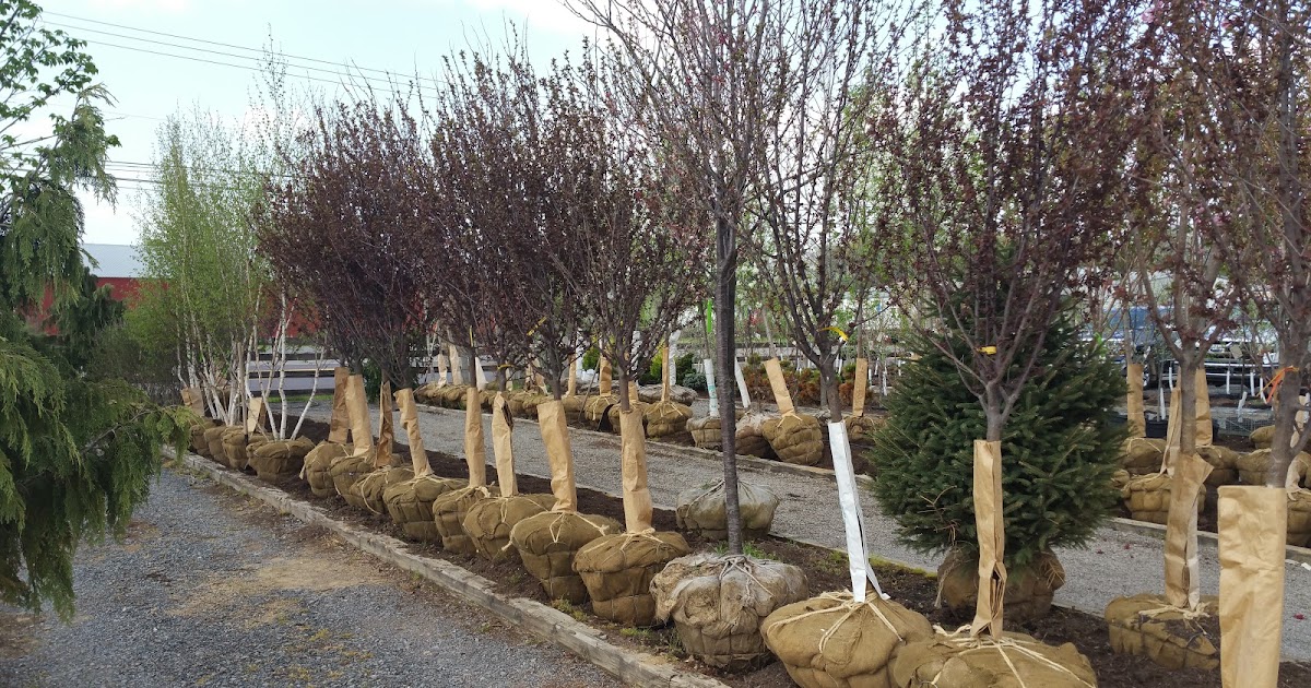 TURBOTVILLE LANDSCAPE AND SUPPLY Trees