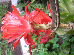 cactusorquídea epiphyllum vermelha