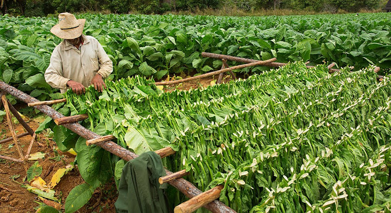 Pinar del Rio, Cuba Viñales Tobacco Farm