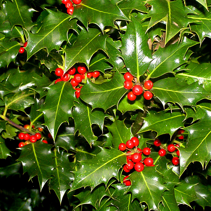 Trees Ilex aquifolium Holly