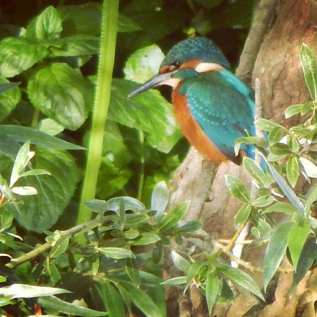 Kingfisher