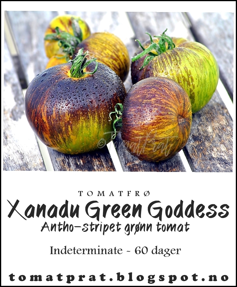 Томат Зеленая богиня Ксанаду купить рассаду с доставкой в СПб и ЛО - Товар на картинке можно купить.