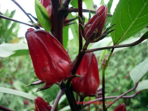 Mengenal 24 Khasiat Bunga Rosella