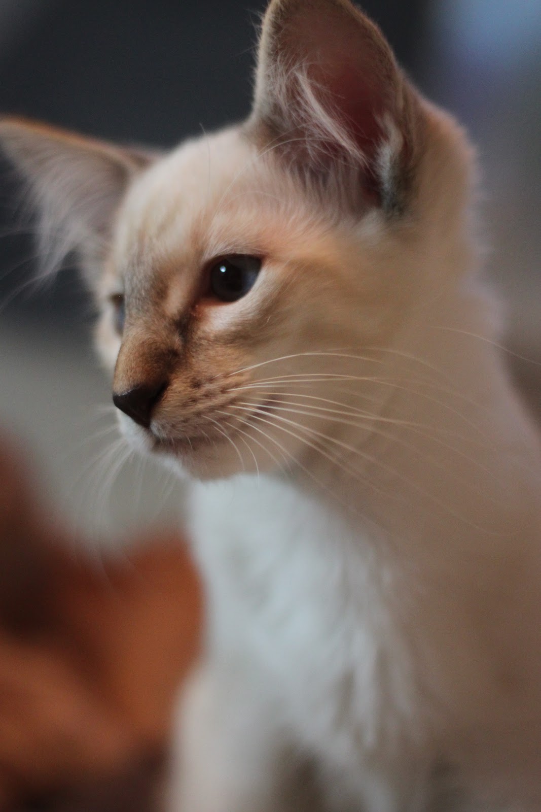 Балинезийская кошка рыжая