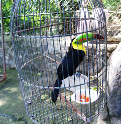 Keel-billed Toucan