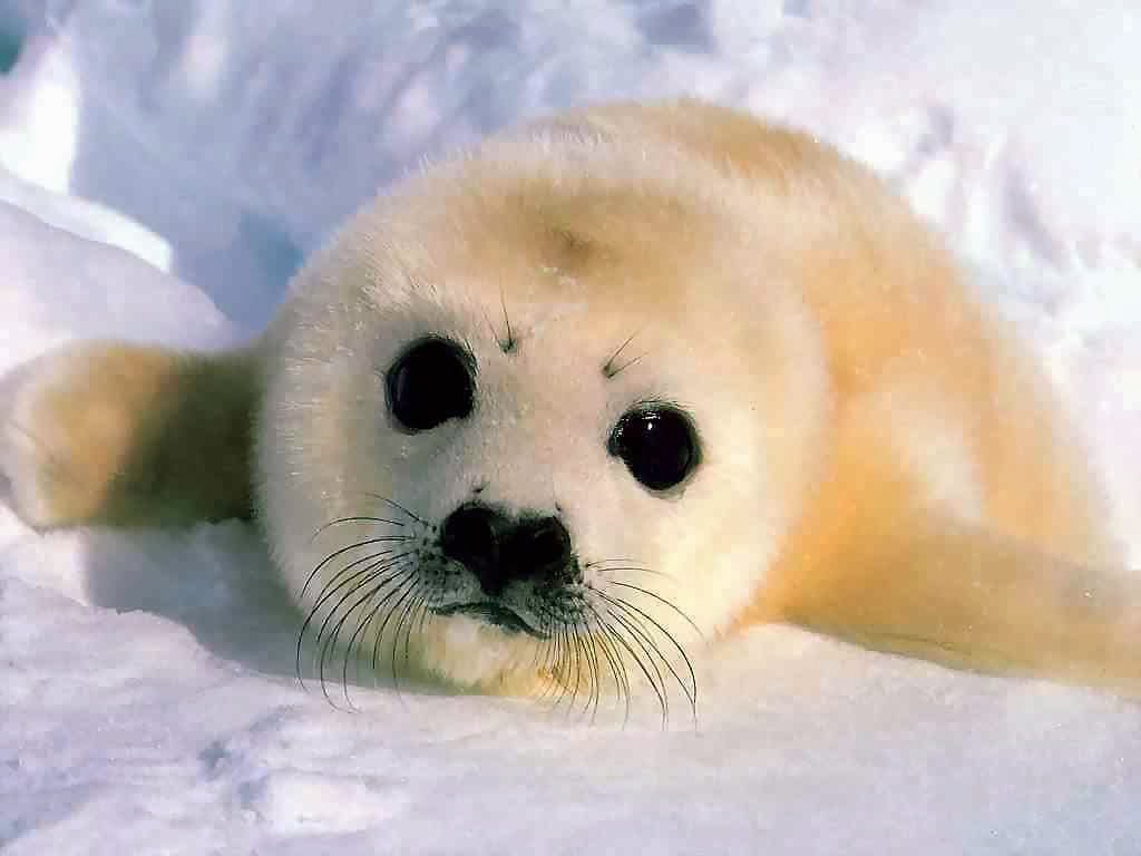 Descubre TU MUNDO Descubre la belleza de la Foca Arpa (Harp Seal)