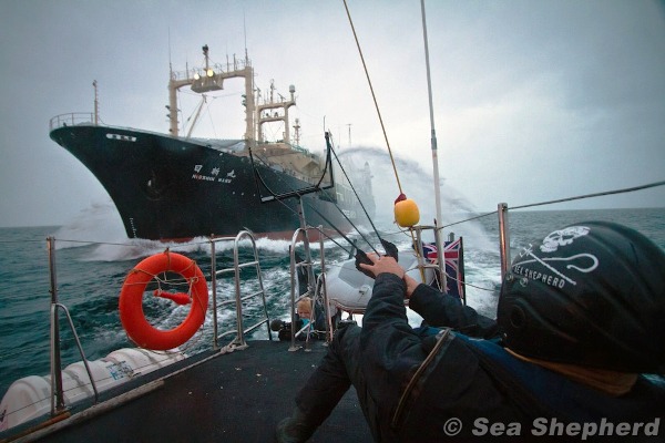 ballenas ballenas