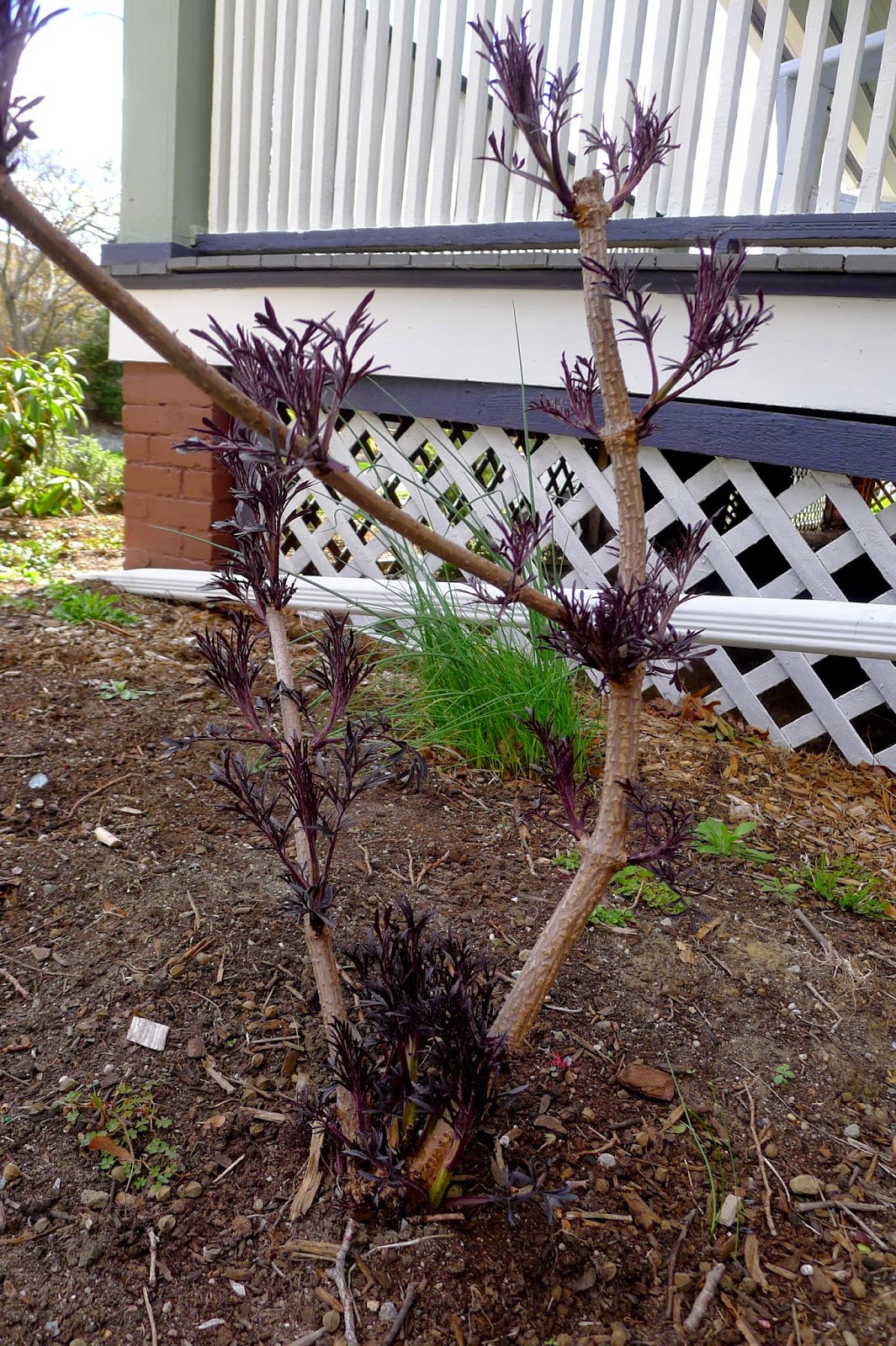 Less Noise More Green Pruning Black Lace Elderberry Bushes