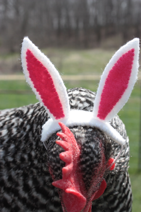 Ba-Gawks: Bunny ears