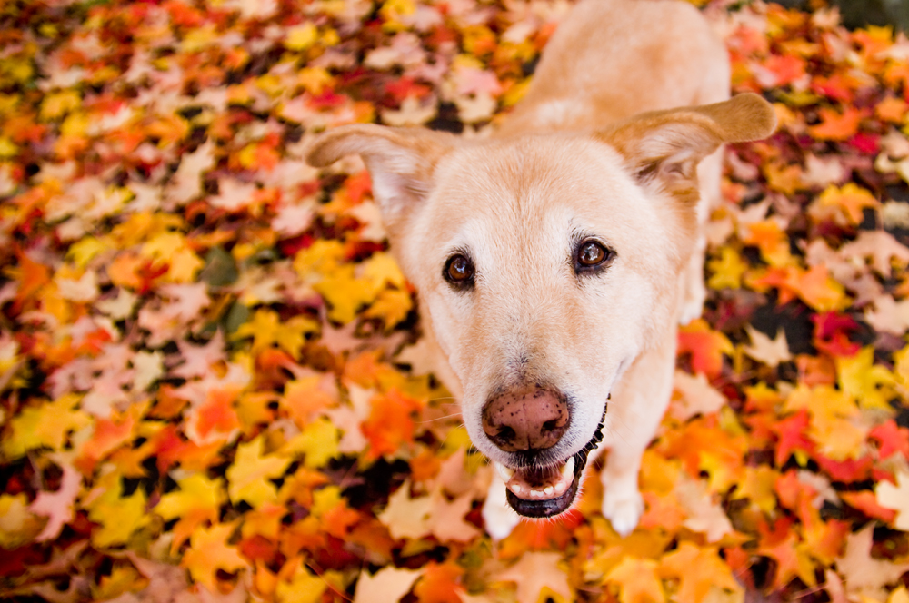 Photography Course Work Yellow Mutt Pet Photography Theme 2 research
