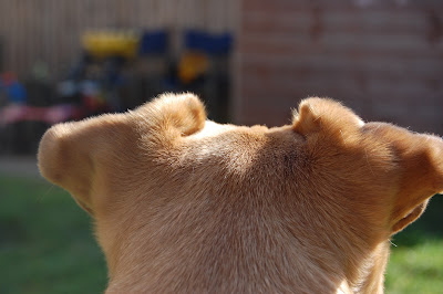 Sunlight on dogs ears