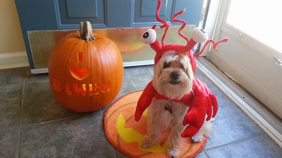 how to choose your halloween costume Rambo The Puppy