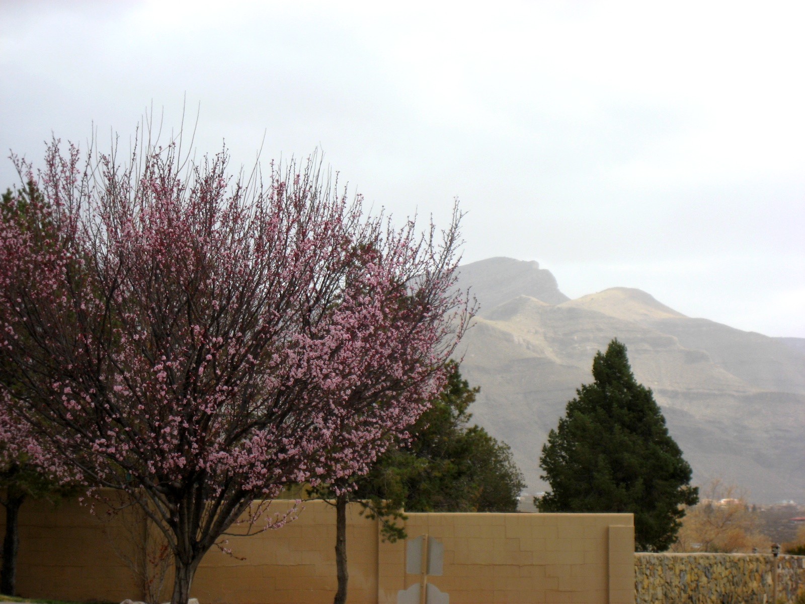 Living Rootless March 2013