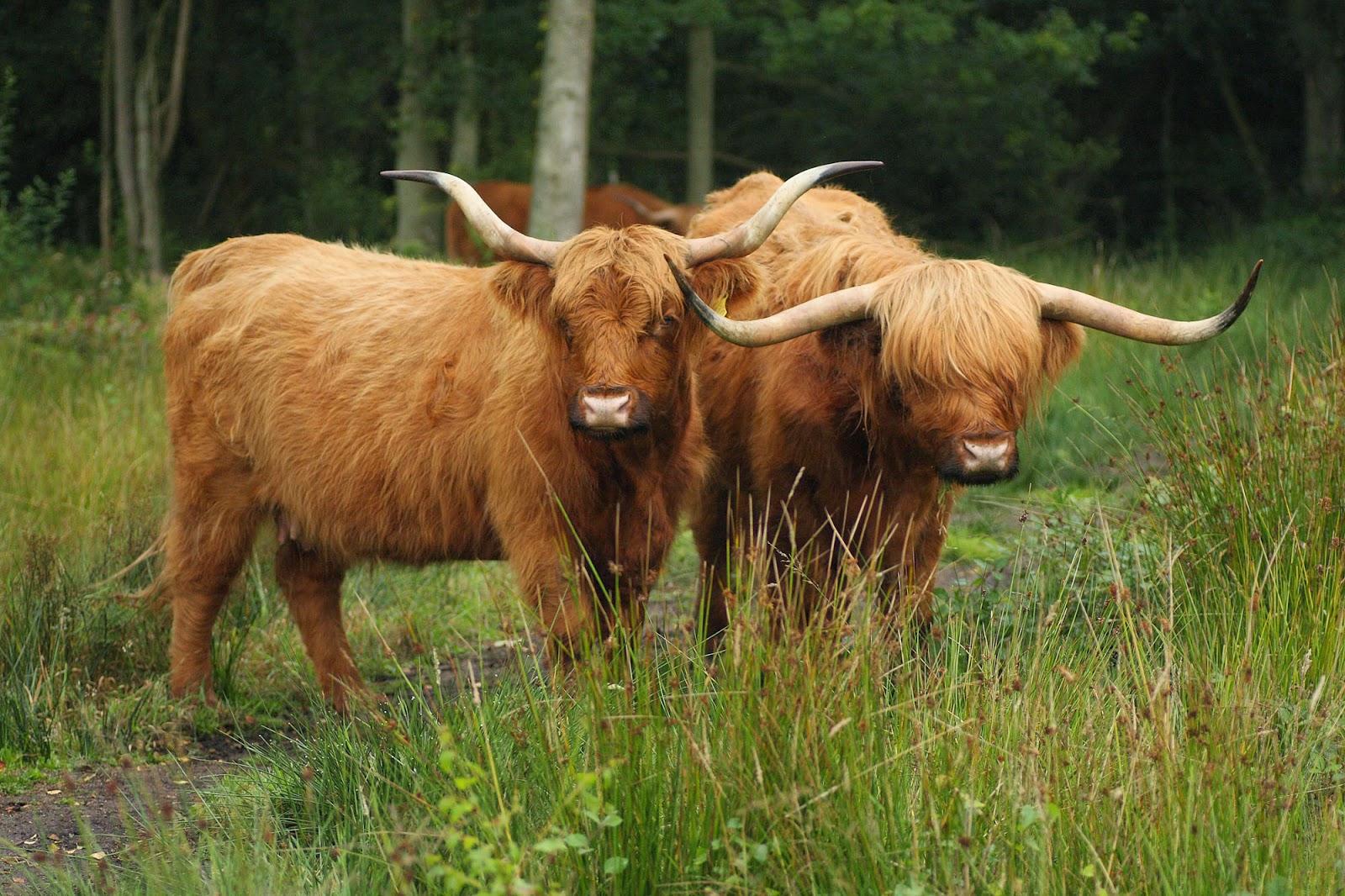 are highland cows used for meat are highland cows used for meat