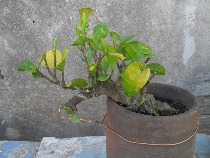 Bonsai Web: Transplante de emergencia sobre un jazmín (Gardenia