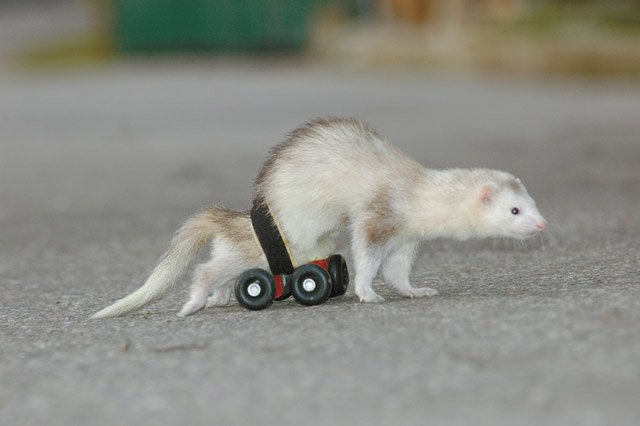 Ferret farm: A wheelchair for a ferret
