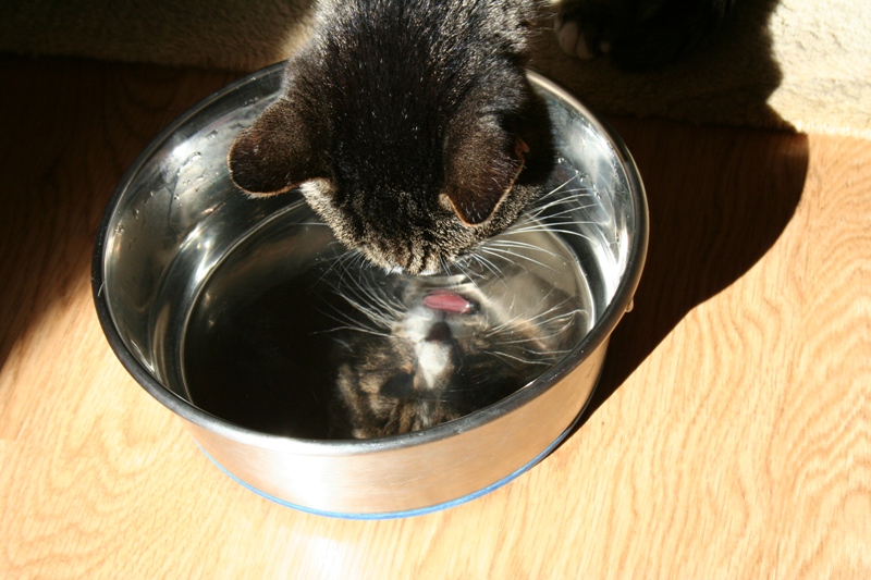 angie drinking out of cabana's big water dish, now her favorite place to get a drink