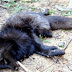 Σκοτώθηκε η «μυθική» μαύρη αλεπού