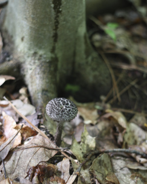 Foraging for Edible Mushrooms in Richmond Virginia 17 Apart