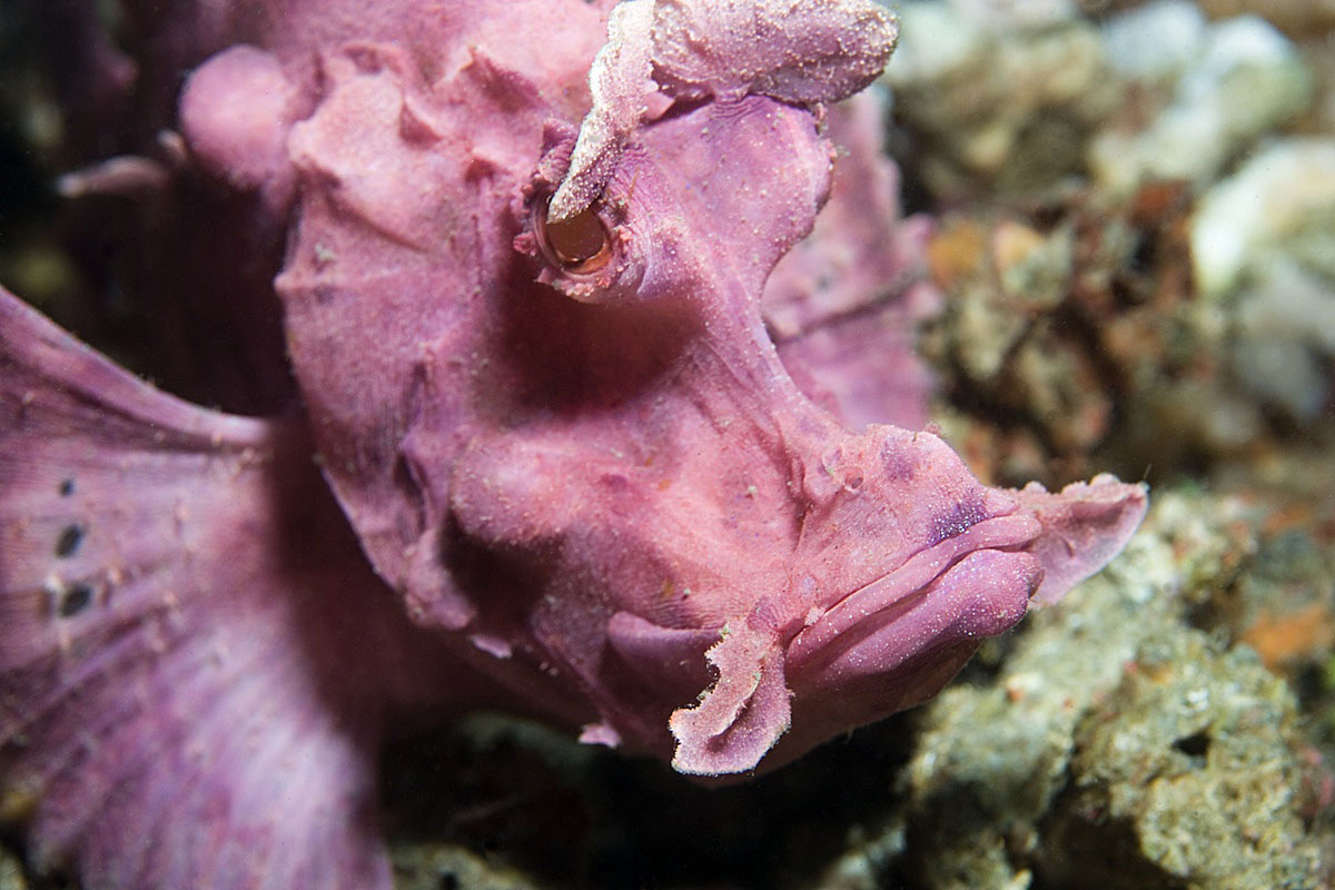 real monstrosities rhinopias scorpionfish