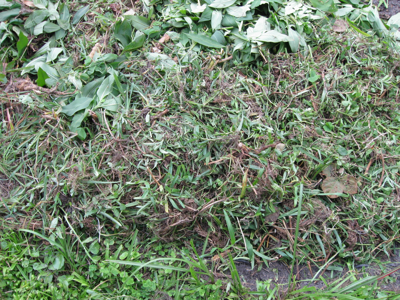 Growing Food in Florida Mulch Types