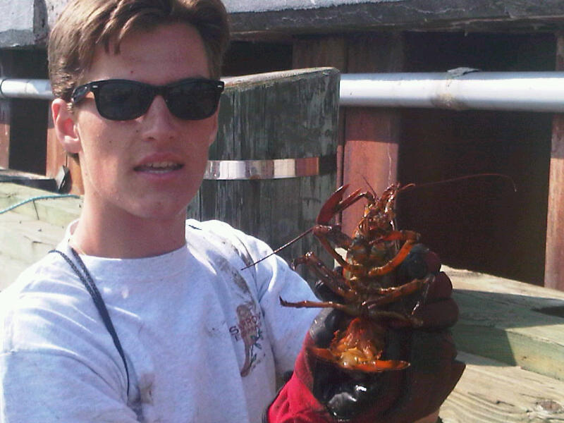 Massachusetts Oyster Project Secret Life of Lobsters Milford