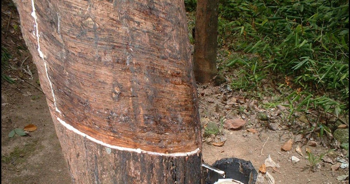 Forester Budidaya Karet