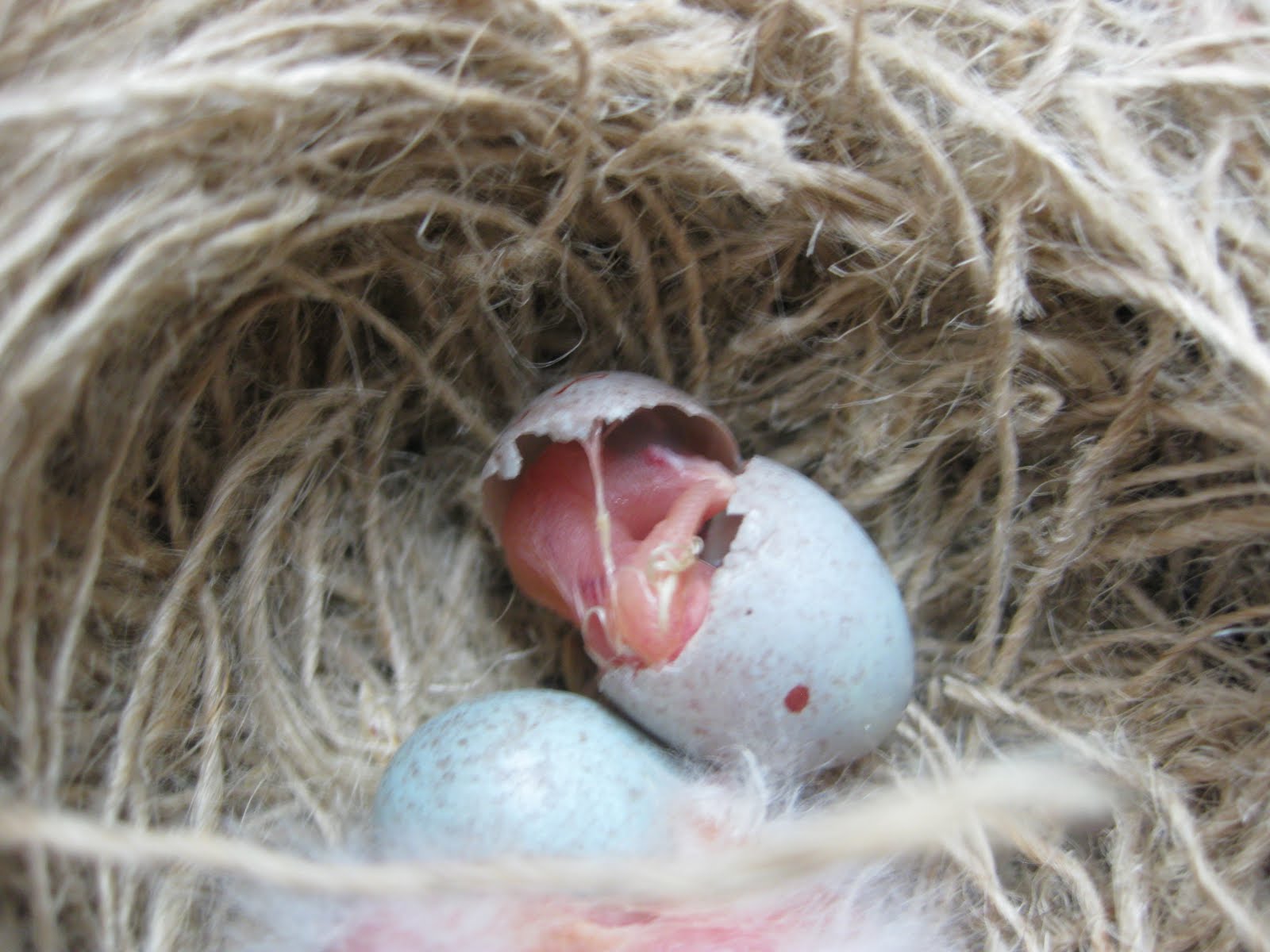Mealworm eggs hatching