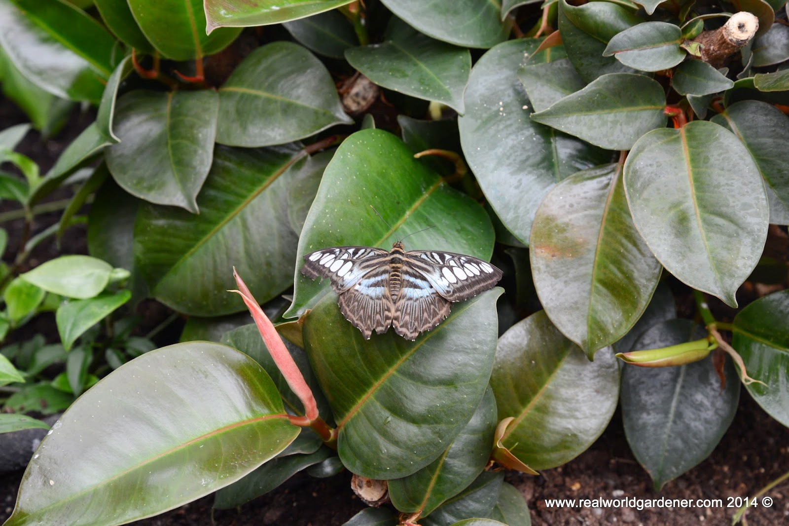 Home And Garden Aucuba Japonica Variegata