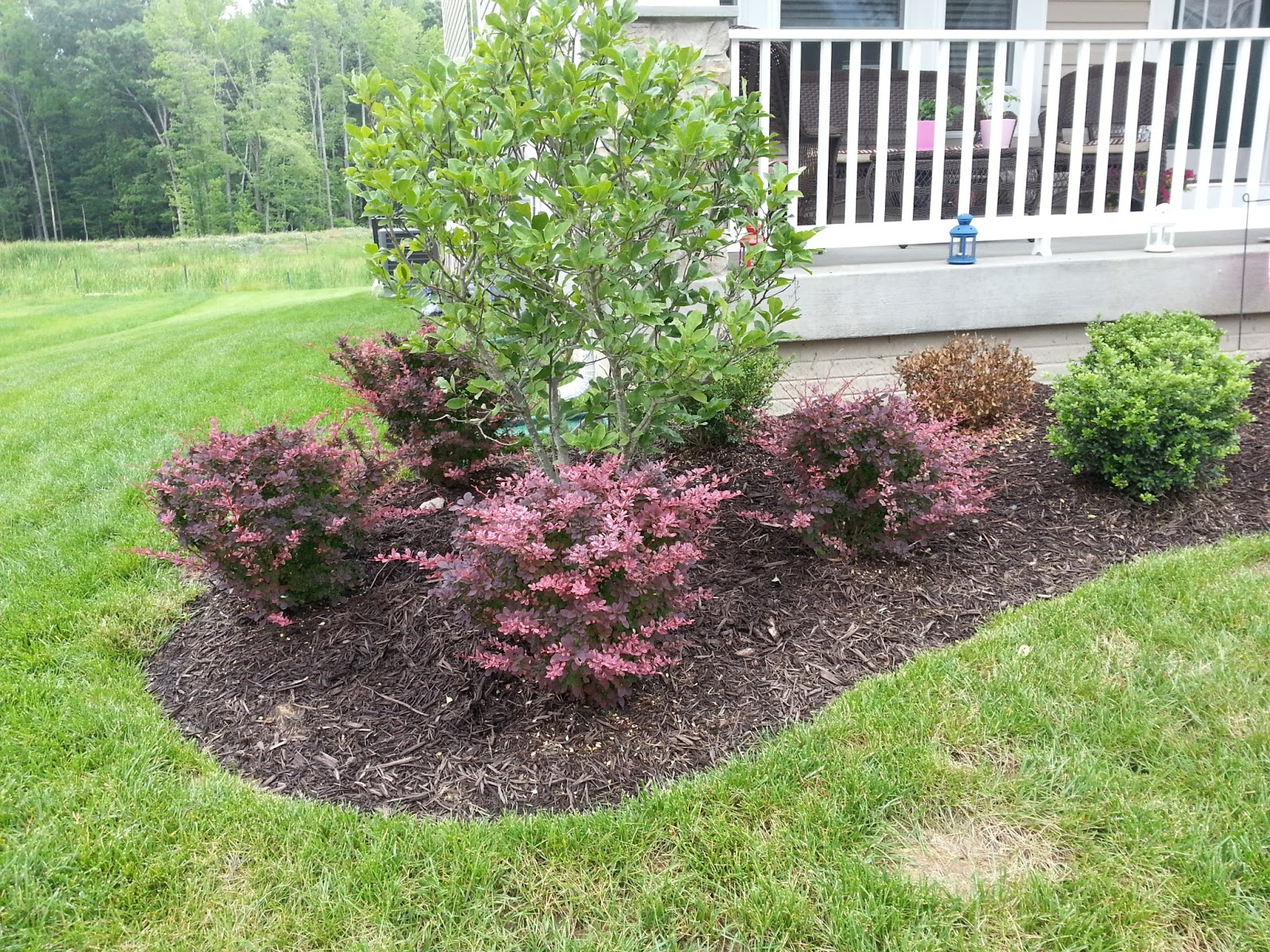 11 Best Boxwoods Images Boxwood Landscaping Box Wood Shrub Plants