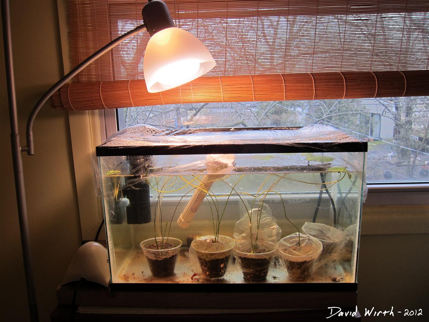 How to Grow a Lotus Plant Indoors from a Seed