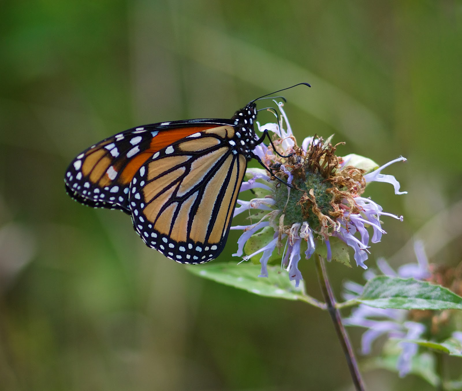 David Marvin Photography Lansing, Michigan Monarch Butterfly