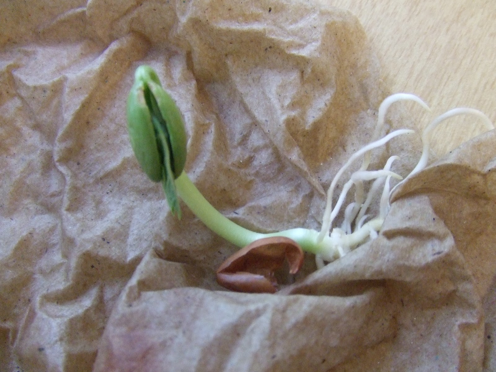 Cachey Mama's World of Learning Bean Growth Experiment and Documentation