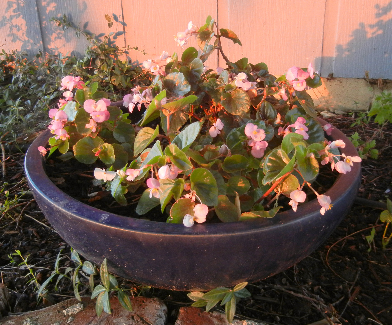 Photographing Flowers PicturePerfect Potted Plants