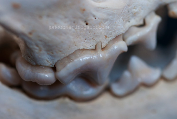 The Useless Creatures From The Collection Fisher Identification