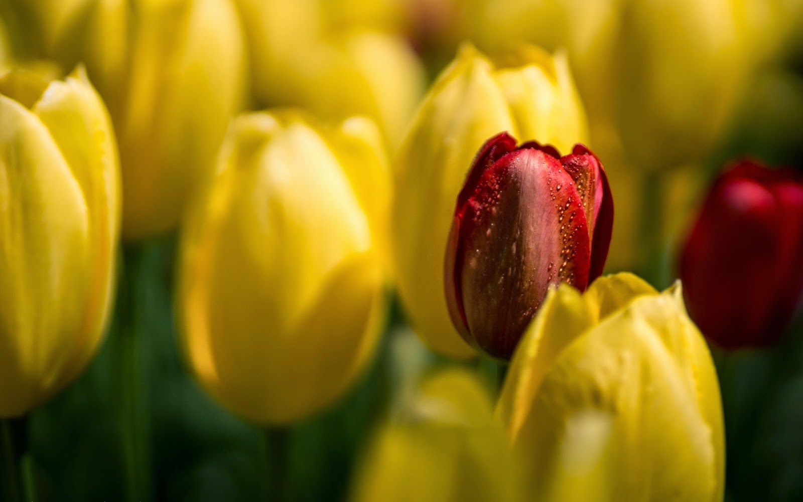 Tulip Flower HD Wallpaper - WallpapersXplore | Free HD Desktop Wallpapers