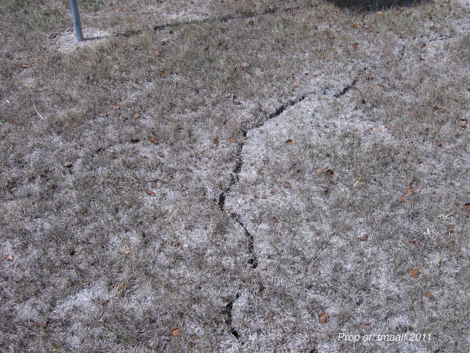 Two Men and a Little Farm THE GROUND IS CRACKING FROM THE HEAT / DROUGHT