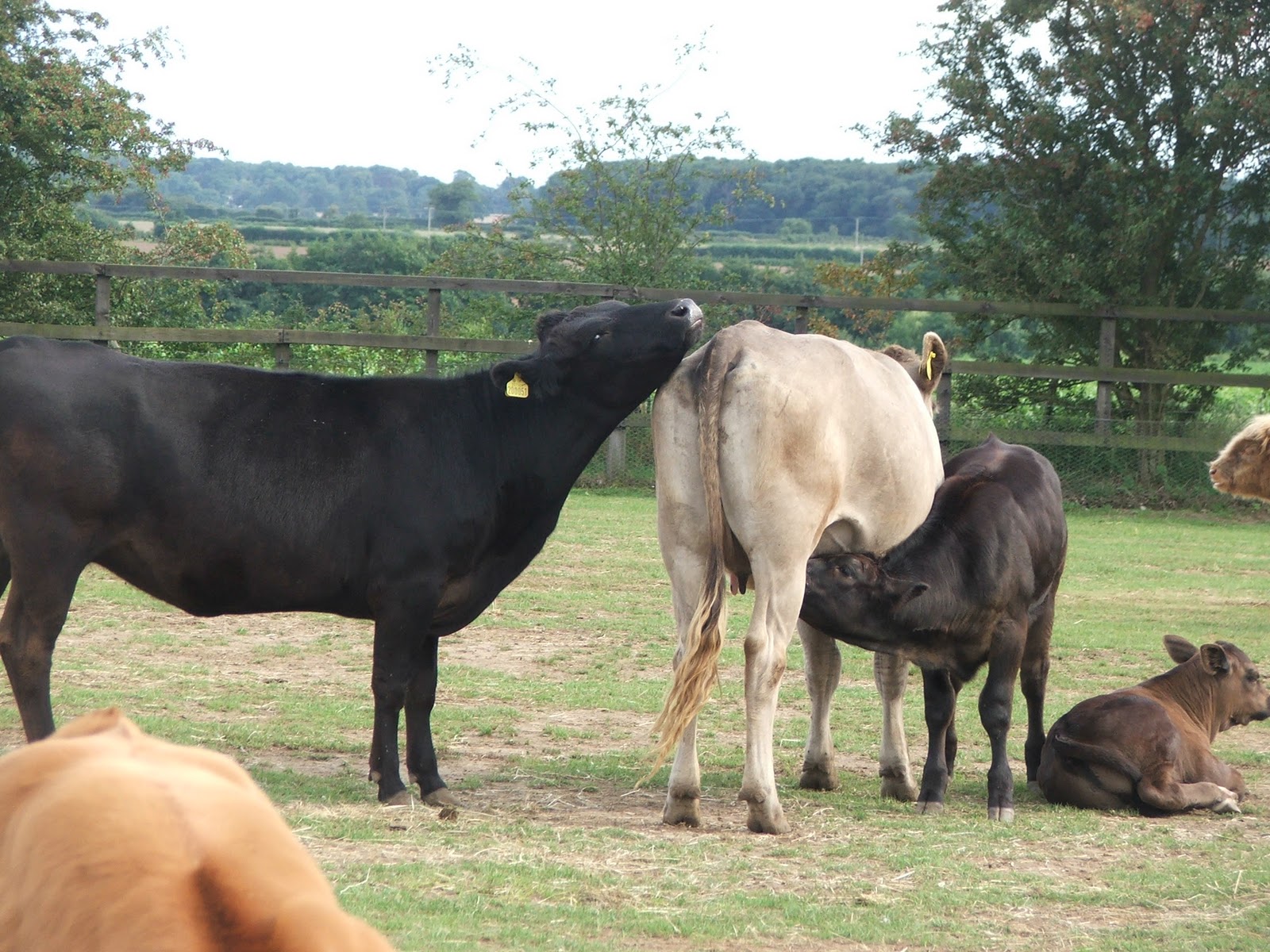 my VegaNation Why Vegans don�t wear Leather and