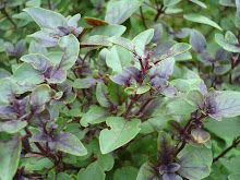 Albahaca Morada