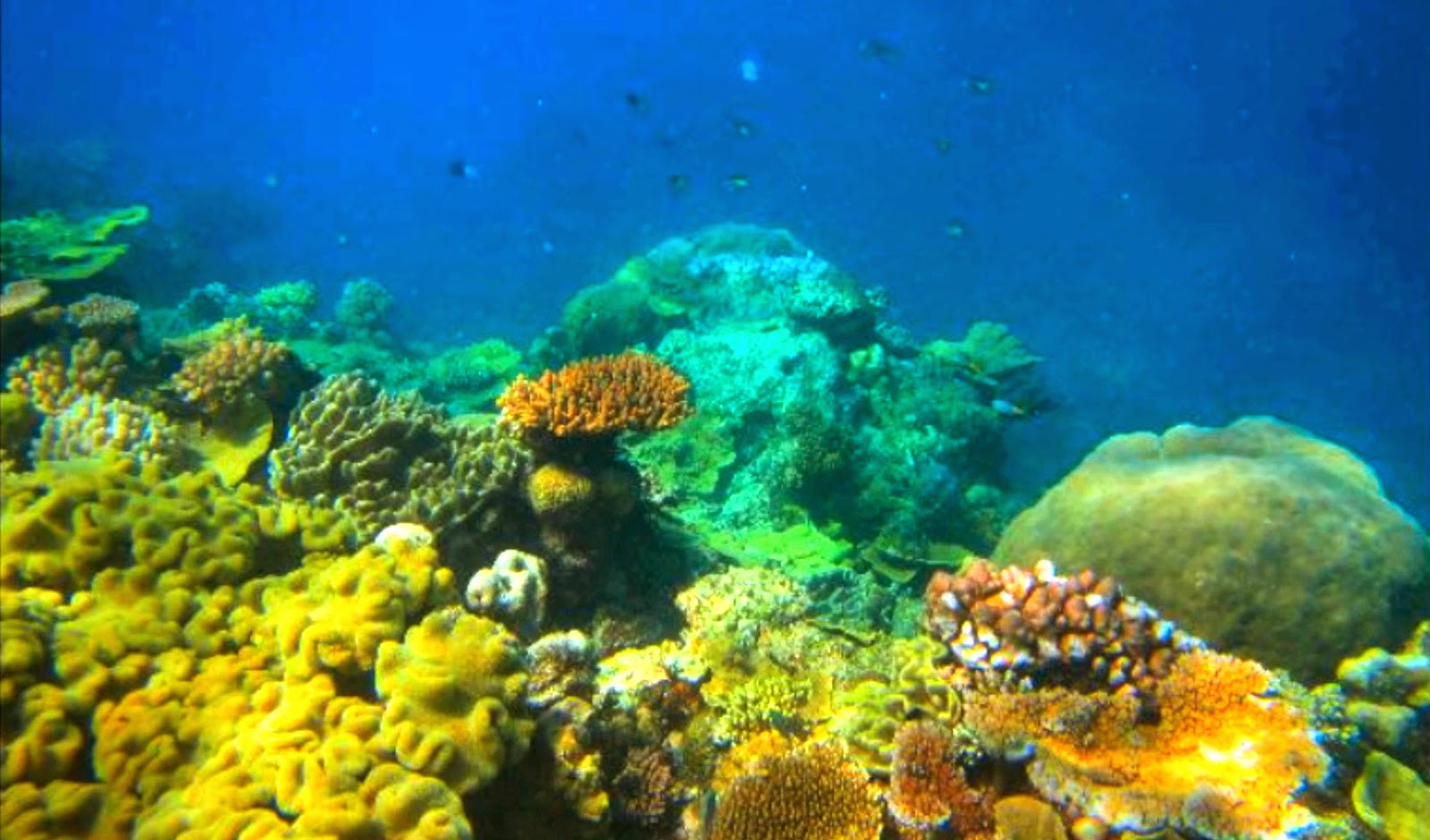 The Earth Minute Australia Great Barrier Reef Swim