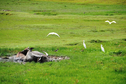 Kerbau sedang berkubang