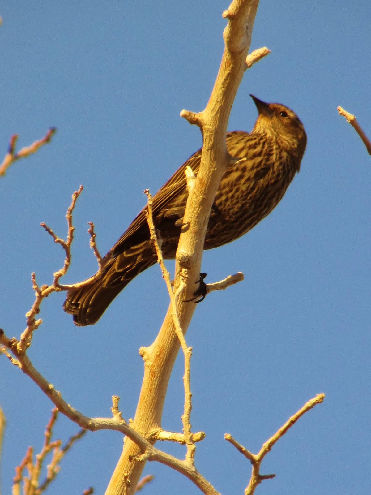 Toys and Stuff Las Vegas NV,Beautiful Bird's 22 Januar 2014