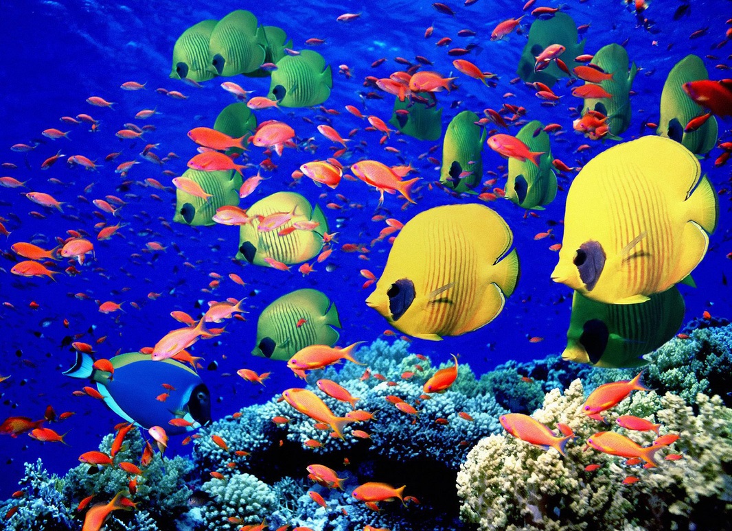 Underwater sea creatures and other animals Wallpapers ...