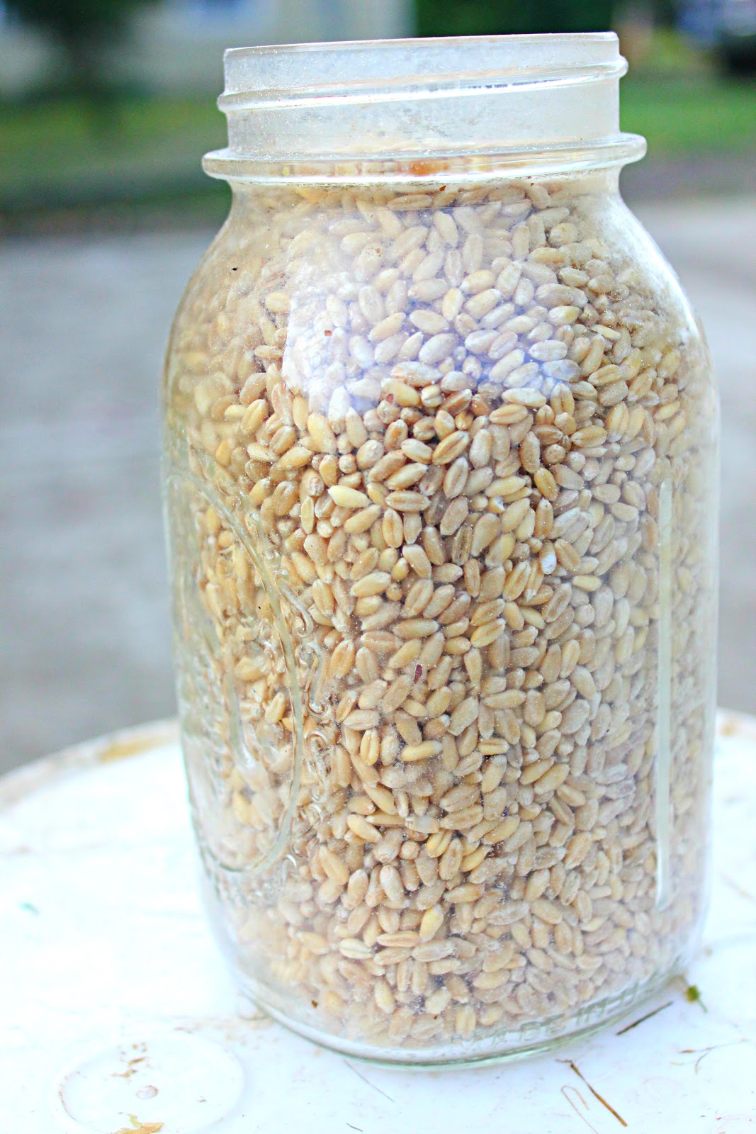 To Sing With Goats Fodder Tutorial! AKA How To Sprout Grain for