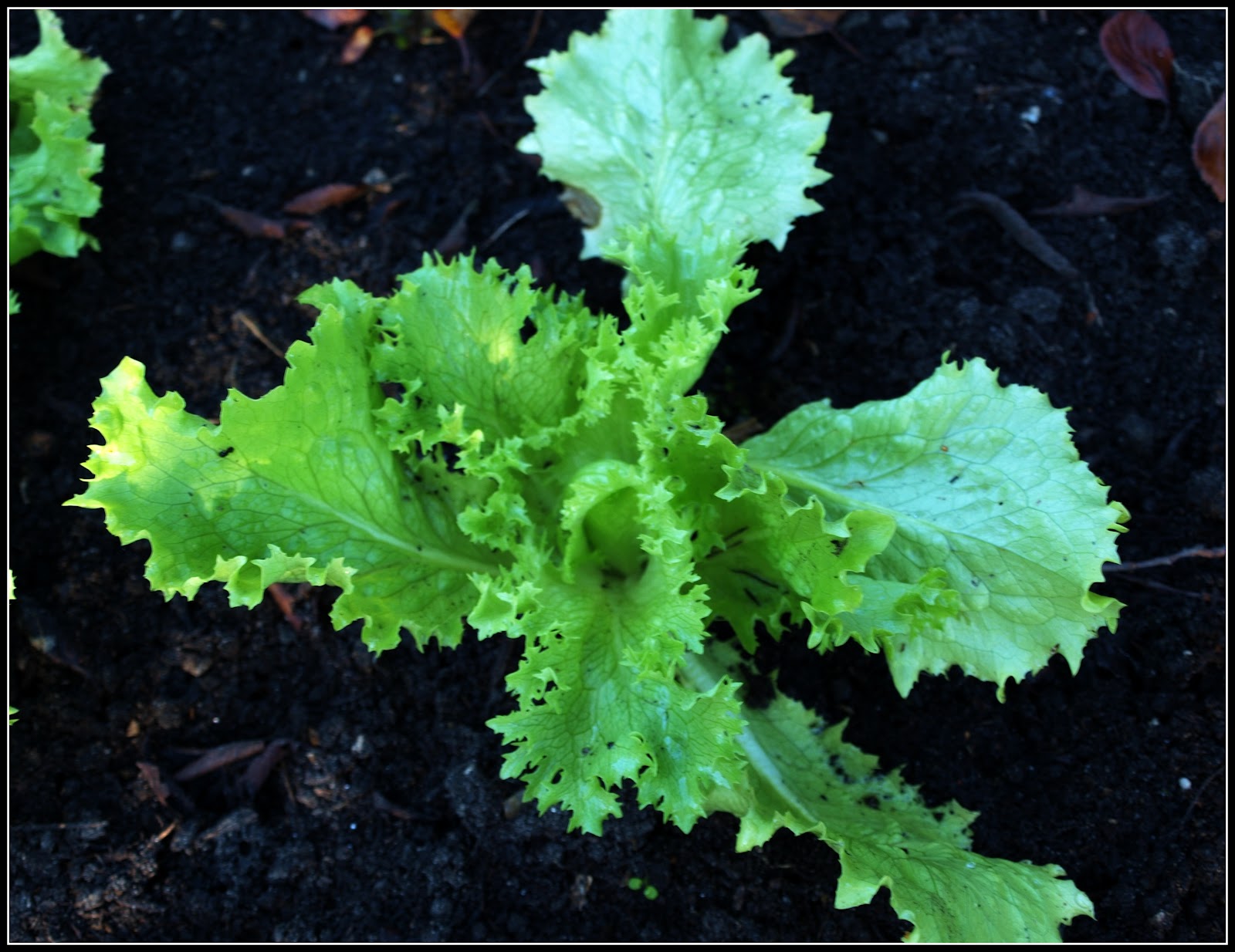 Mark's Veg Plot Winter lettuce
