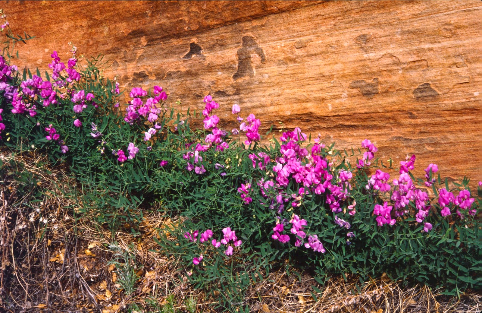 The Old Cowboy and Photography Wildflowers of Zion National Park