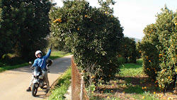 Qui a volé l'orange ? C'est Réal !