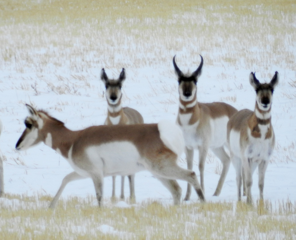Elfshot Mule Deer and Pronghorn Antelope