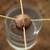 Avocado Pits Update & Sprout Robot
